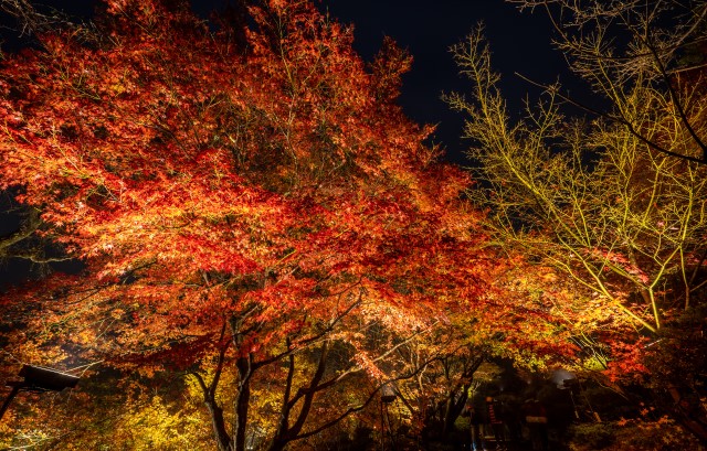 紅葉のライトアップ