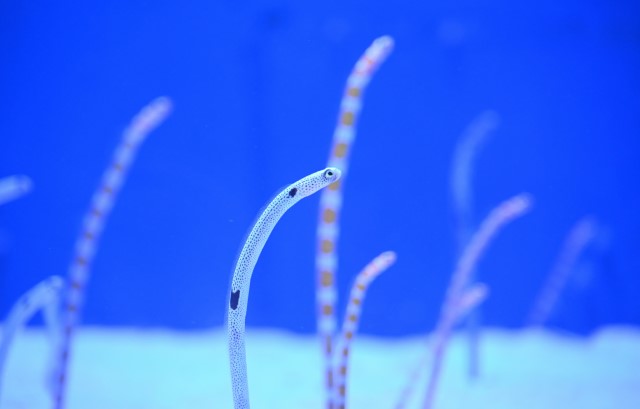 浅虫水族館のチンアナゴ