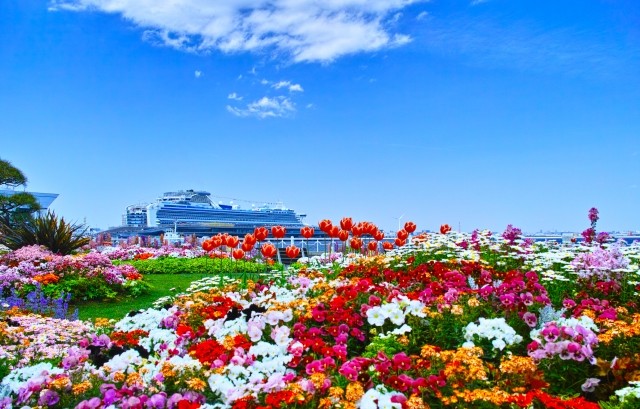 山下公園の花畑