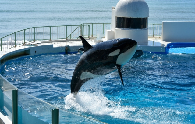 鴨川シーワールドのシャチのショー