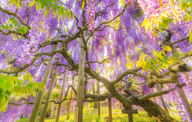 あしかがフラワーパークの藤棚