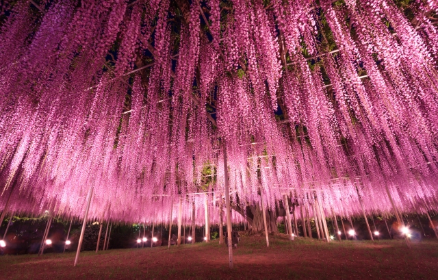 ライトアップされる藤棚