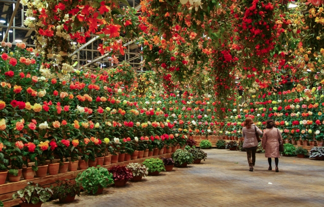 たくさんのベゴニアが並ぶ、なばなの里のベゴニアガーデン