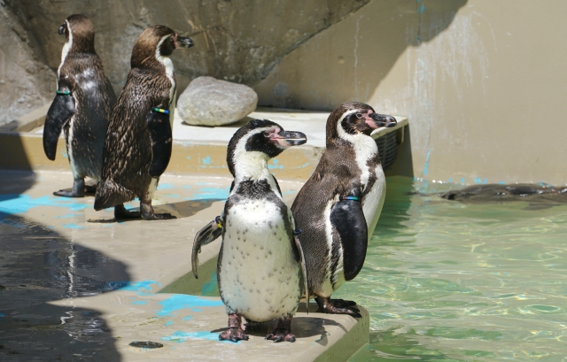 マリンピア日本海のペンギン