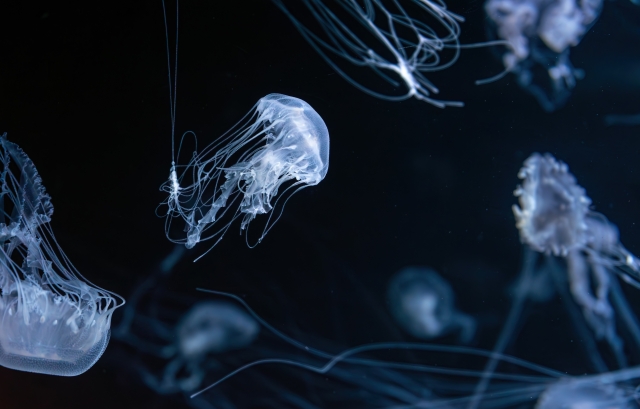 マリンピア日本海のクラゲ