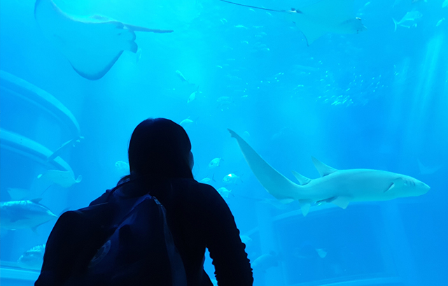海遊館の大水槽前