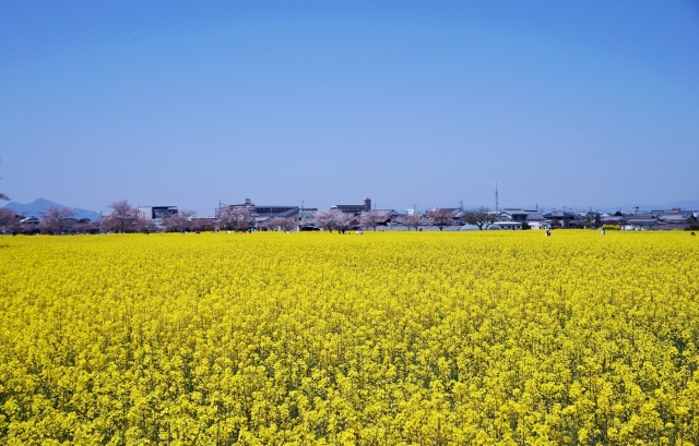 藤原宮跡に広がる菜の花畑