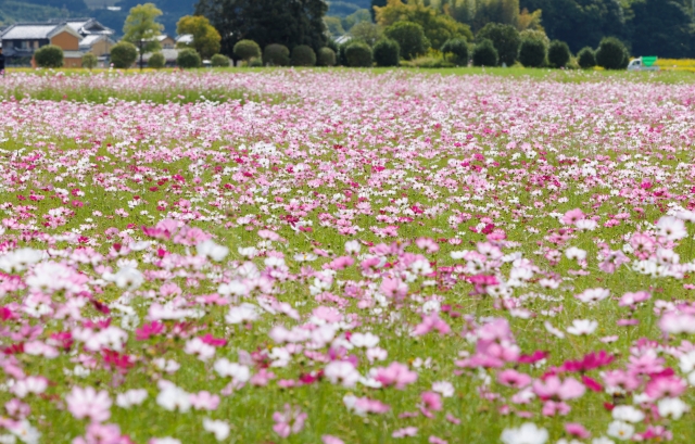 藤原宮跡のコスモス畑