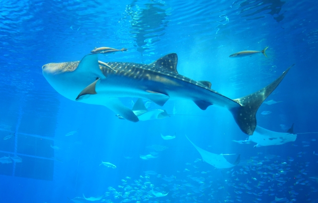 美ら海水族館のジンベイザメ