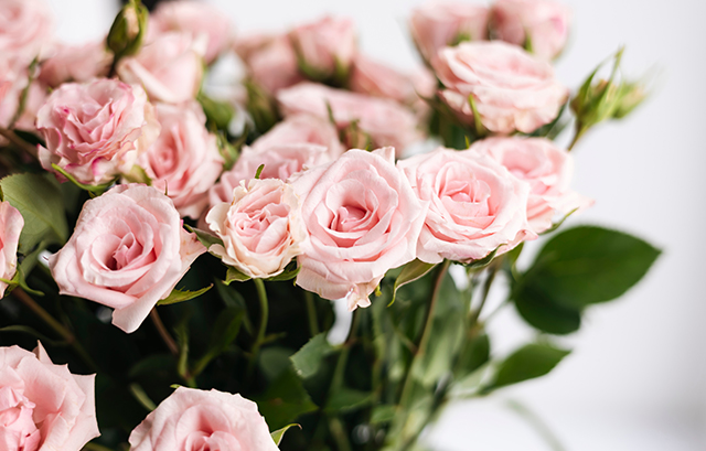 ピンクの薔薇