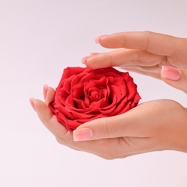 薔薇を持つ手