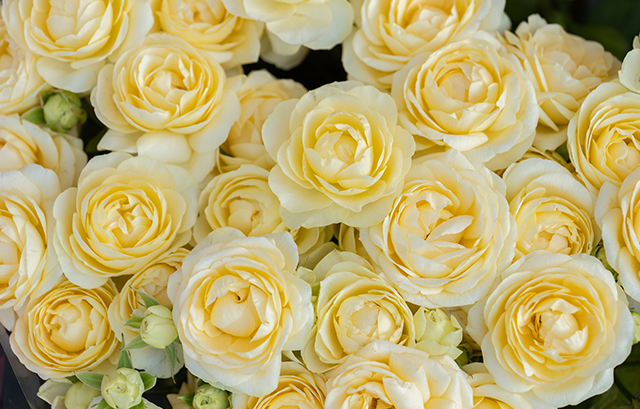 黄色い薔薇