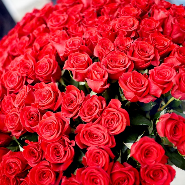 バラの花束を抱える男性