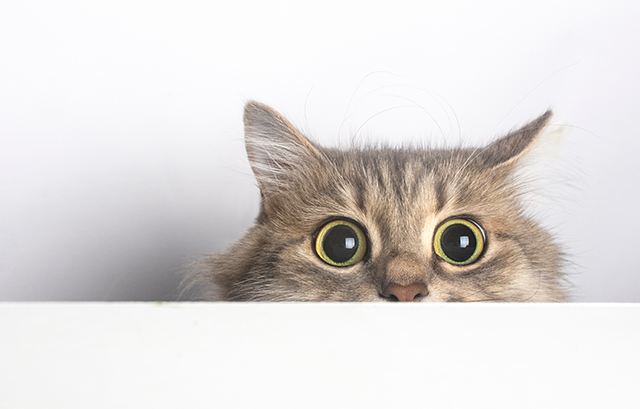ねこ