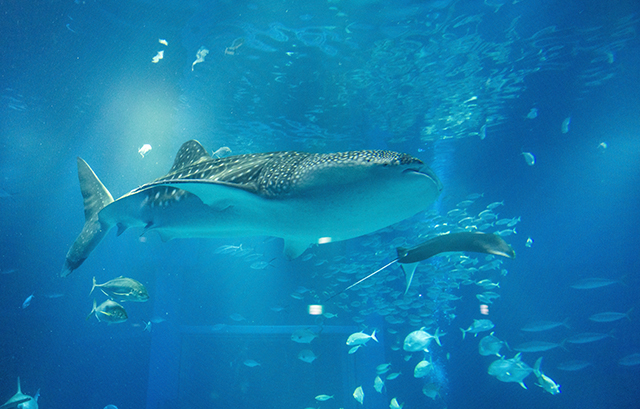 水族館