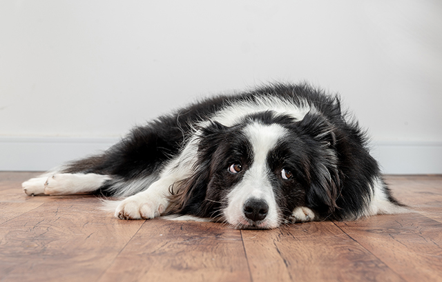 何か言いたげな犬