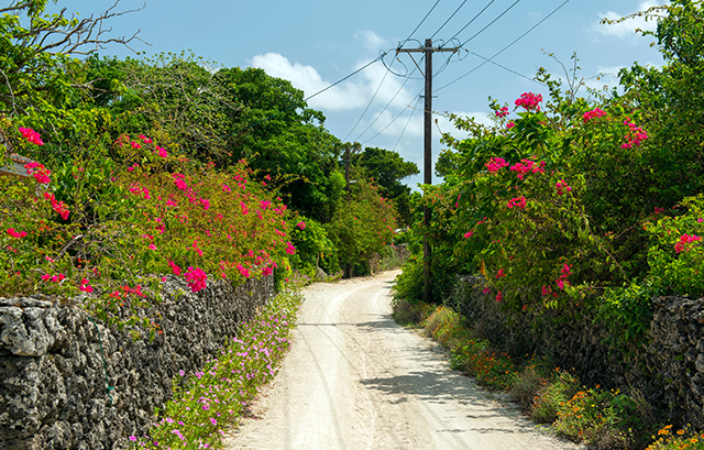 沖縄の小道