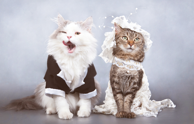 タキシードを着た猫とドレスを着た猫