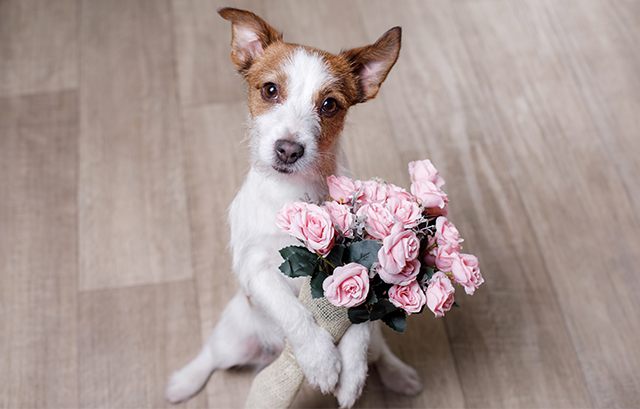 バラの花束を持つイヌ