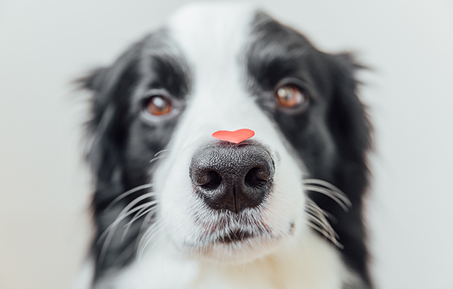 鼻の頭にハートを載せた犬