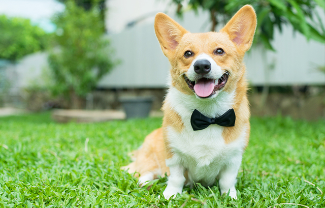 芝生でくつろぐ犬