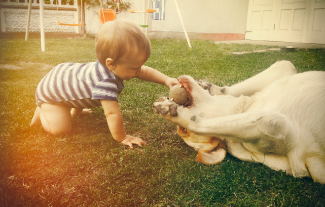 犬とボールで遊ぶ小さい男の子