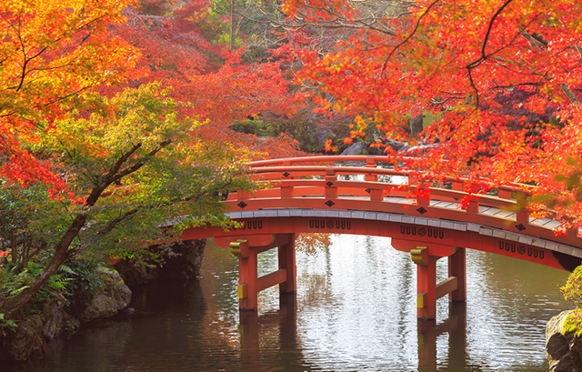 綺麗な紅葉の中に架かる朱色の橋