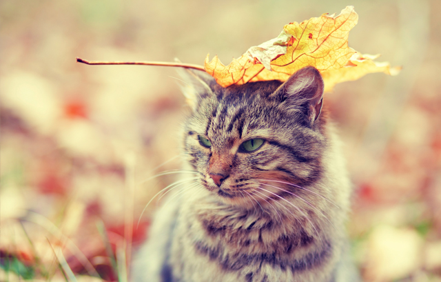 落ち葉が頭に乗った猫