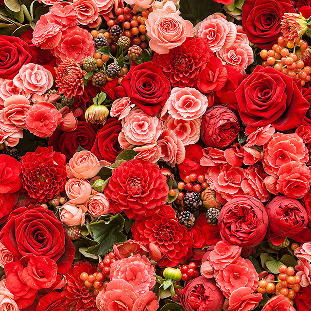 様々な種類の赤色の花
