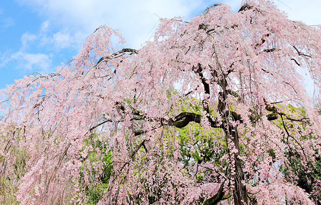 枝垂桜(しだれざくら)