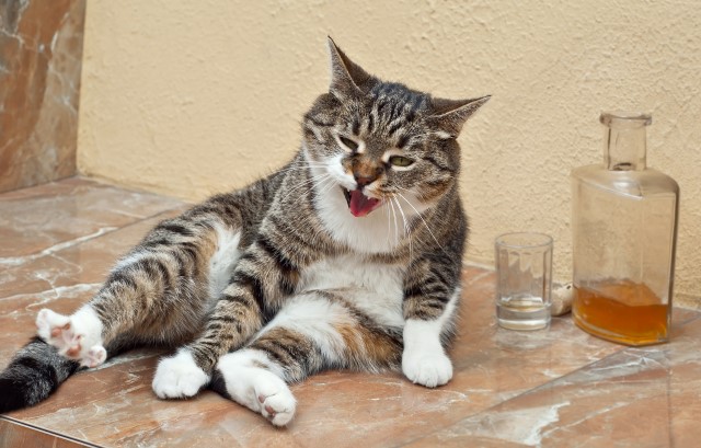 酒を飲み過ぎた猫