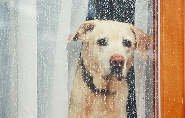 雨と犬