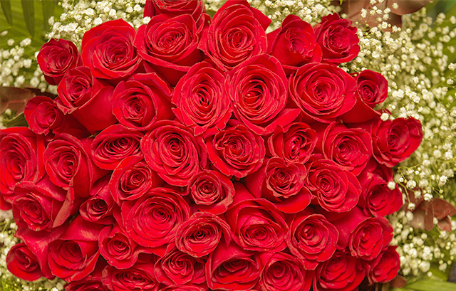 たくさんの赤いバラの花束