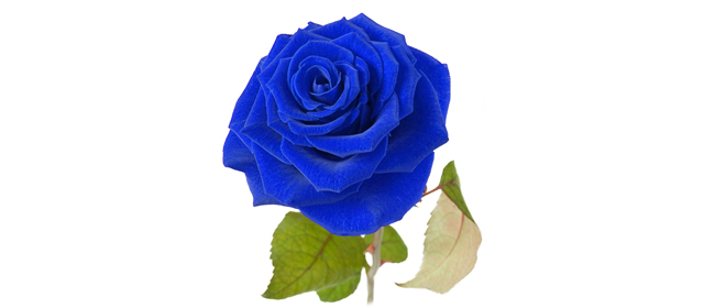 1本の青いバラ