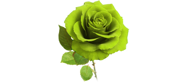 1本の緑のバラ