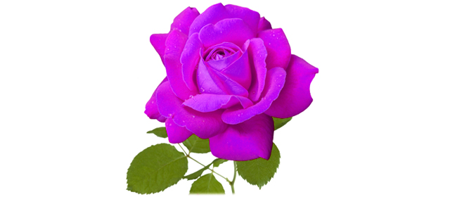 1本の紫のバラ