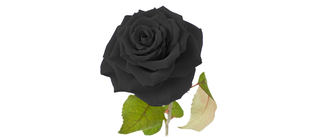 1本の黒いバラ