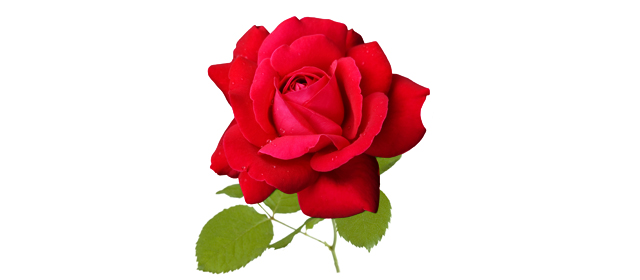 1本の紅色のバラ