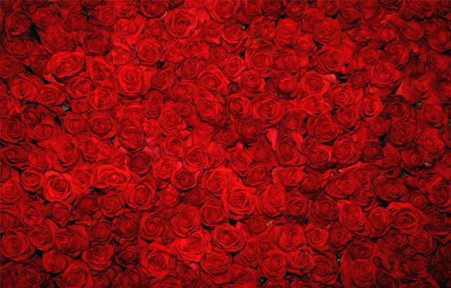 敷き詰められた赤いバラ