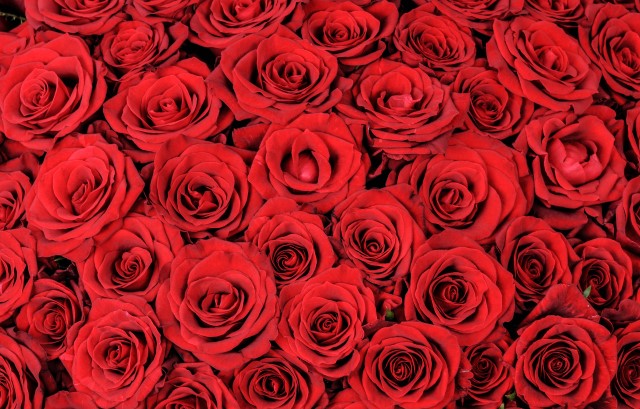 たくさんのバラ