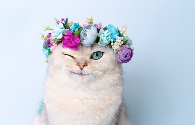 ウインクする猫