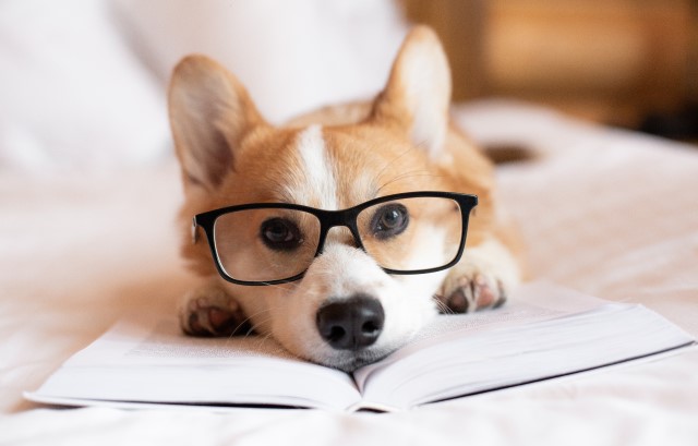 眼鏡をかけた犬