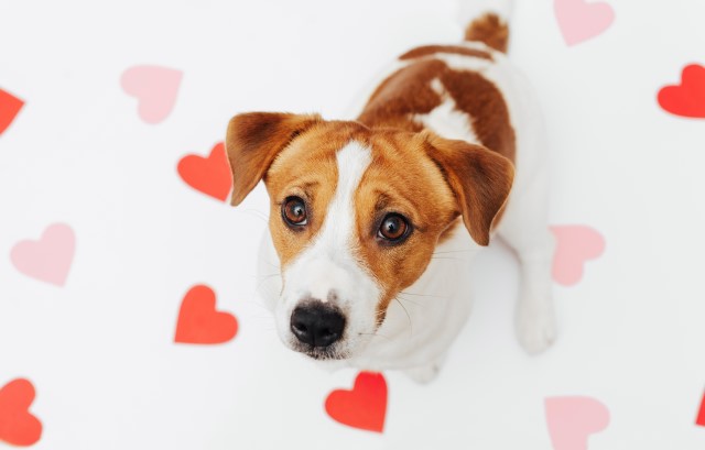 ハートマークと犬