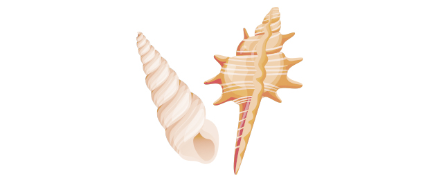 貝殻