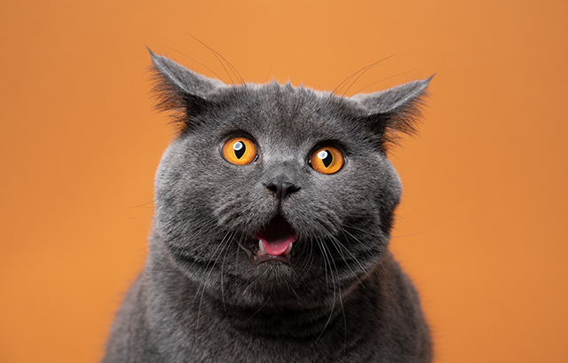 びっくりする猫