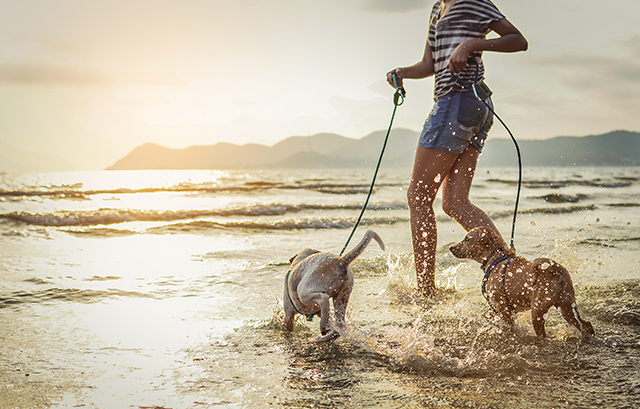 海辺で犬と散歩する女性