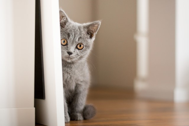 様子をうかがう猫