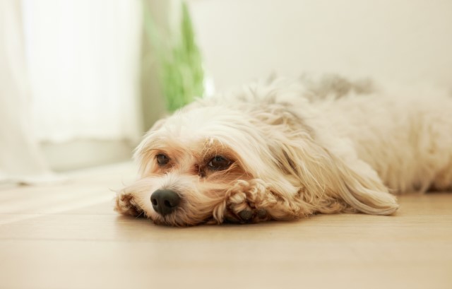 落ち込む犬