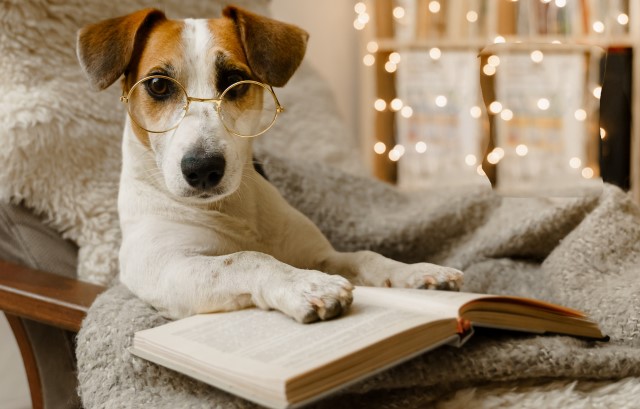 眼鏡をかけた犬