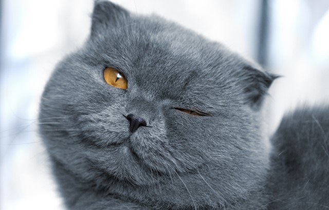ウインクする猫